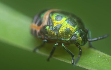 Lychee kalkan böceğinin yakın çekimi