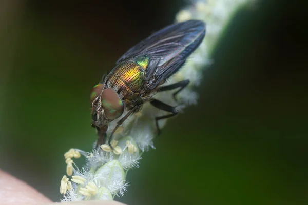 Tiro Cerca Mosca Langosta — Foto de Stock