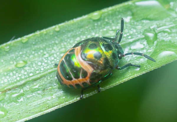 Tiro Perto Bug Escudo Lychee — Fotografia de Stock