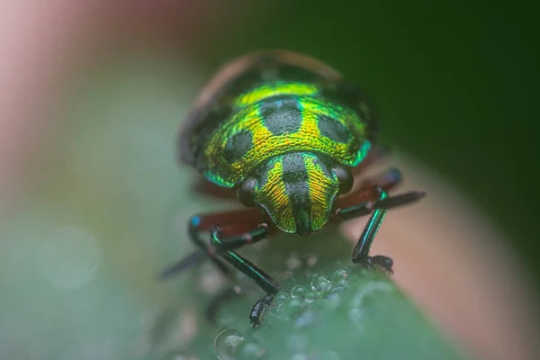 Close Shot Lychee Shield Bug — стоковое фото