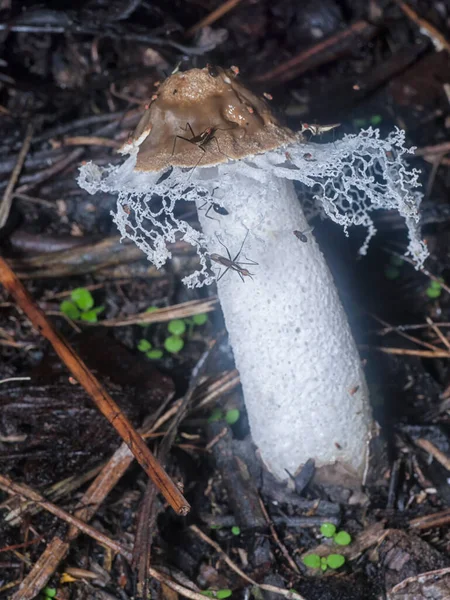 Nerriidae Alimentándose Del Velo Nupcial Podrido Hongos Stinkhorn — Foto de Stock