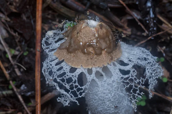 Nerriidae Nourrissant Voile Nuptial Pourri Champignons Corne Odeur — Photo