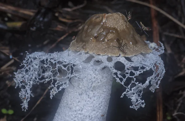 Nerriidae Feeding Rotten Bridal Veil Stinkhorn Fungi — Stock Photo, Image