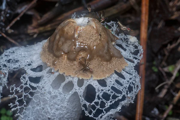 Nerriidae Nourrissant Voile Nuptial Pourri Champignons Corne Odeur — Photo