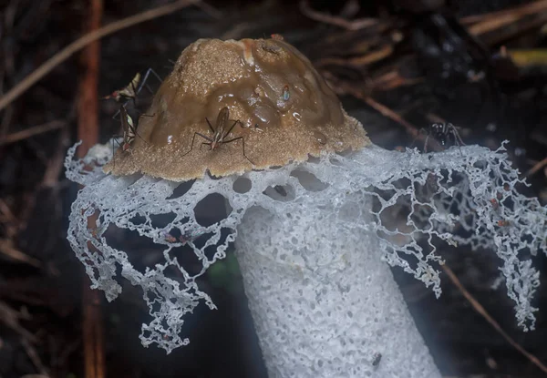 Nerriidae Alimentando Véu Nupcial Podre Fungos Fedorentos — Fotografia de Stock