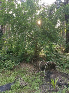 Yere düşen çürümüş ağaç gövdesi.