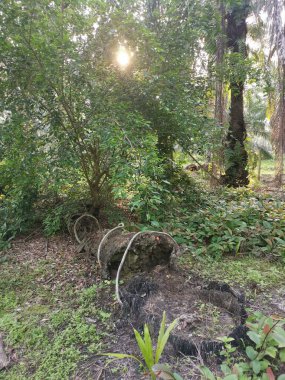 Yere düşen çürümüş ağaç gövdesi.