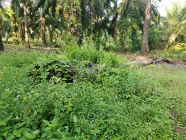 Yere düşen çürümüş ağaç gövdesi.