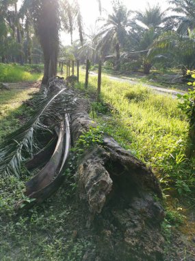 Yere düşen çürümüş ağaç gövdesi.