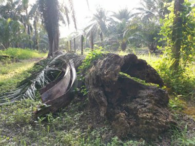 Yere düşen çürümüş ağaç gövdesi.