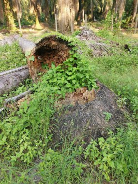 Yere düşen çürümüş ağaç gövdesi.