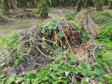 Yere düşen çürümüş ağaç gövdesi.