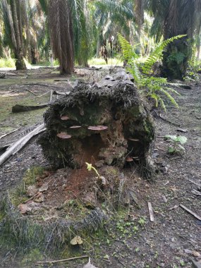 Yere düşen çürümüş ağaç gövdesi.