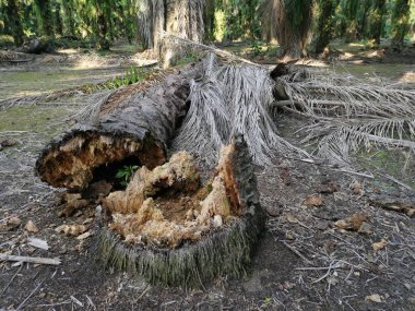 Yere düşen çürümüş ağaç gövdesi.