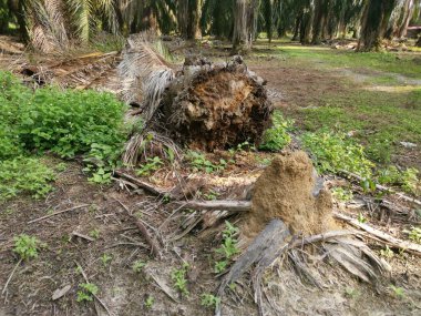 Yere düşen çürümüş ağaç gövdesi.