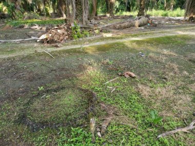 Yere düşen çürümüş ağaç gövdesi.