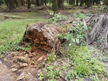 Yere düşen çürümüş ağaç gövdesi.