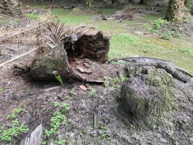 Yere düşen çürümüş ağaç gövdesi.