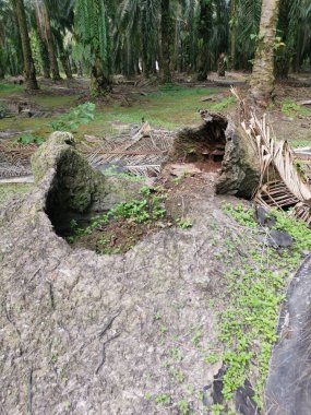 Yere düşen çürümüş ağaç gövdesi.