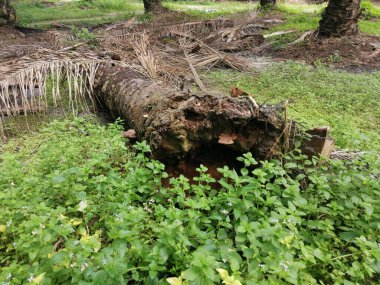 Yere düşen çürümüş ağaç gövdesi.