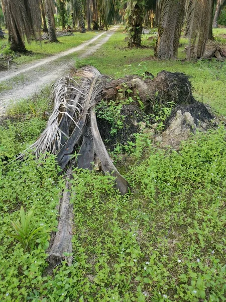 Den Fallna Förruttna Trädstammen Marken — Stockfoto