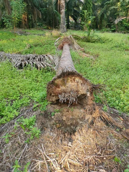 Der Umgestürzte Baumstamm Auf Dem Boden — Stockfoto