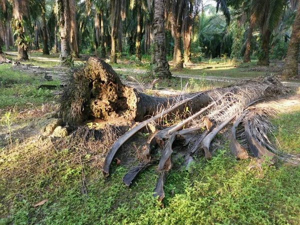 Der Umgestürzte Baumstamm Auf Dem Boden — Stockfoto