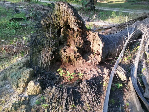 Tronco Caído Del Árbol Descomposición Suelo —  Fotos de Stock