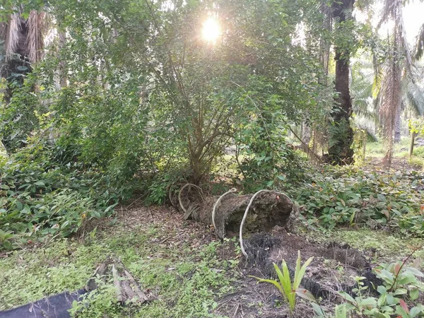 Yere Düşen Çürümüş Ağaç Gövdesi — Stok fotoğraf