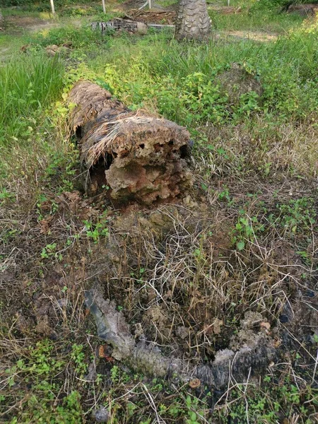 Tronco Albero Caduto Decompone Terra — Foto Stock