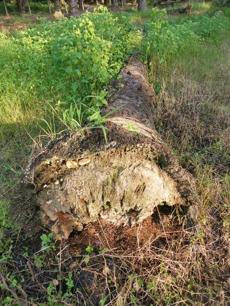 Spadlý Rozkládací Kmen Stromu Zemi — Stock fotografie