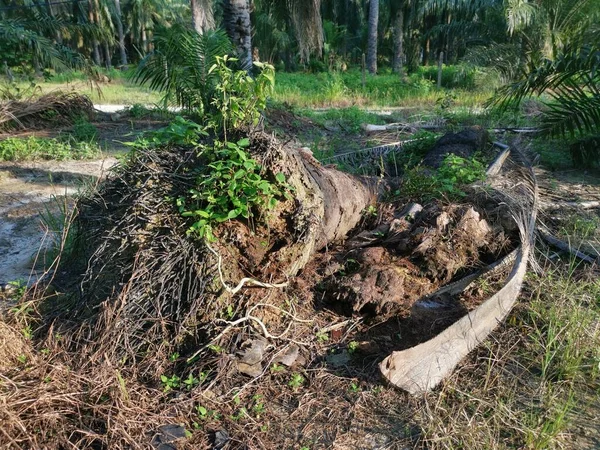 Tronco Árvore Decomposição Caído Chão — Fotografia de Stock