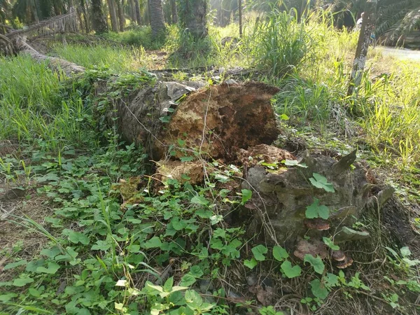 Den Fallna Förruttna Trädstammen Marken — Stockfoto