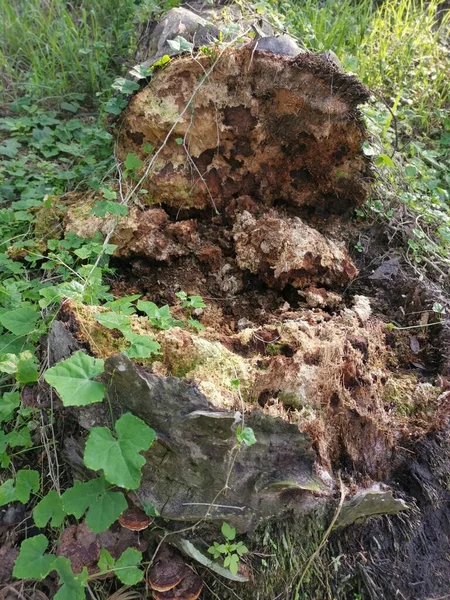 Den Fallna Förruttna Trädstammen Marken — Stockfoto