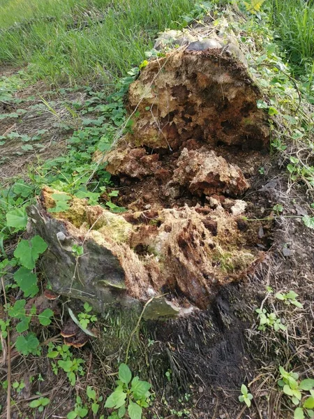 Πεσμένος Κορμός Του Δέντρου Αποσύνθεσης Στο Έδαφος — Φωτογραφία Αρχείου