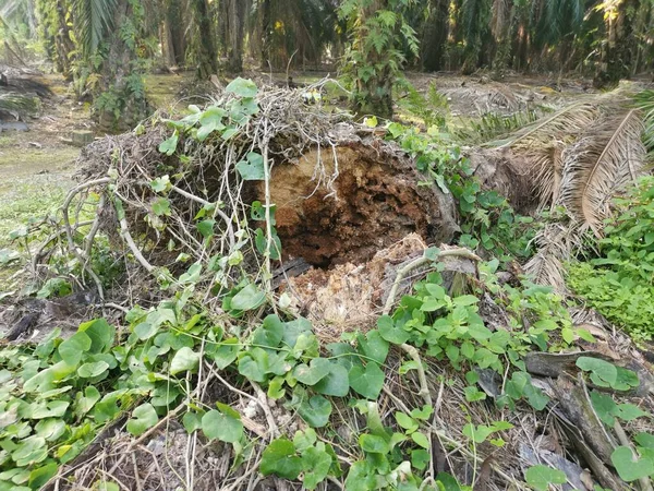 Upadły Rozkłada Pień Drzewa Ziemi — Zdjęcie stockowe