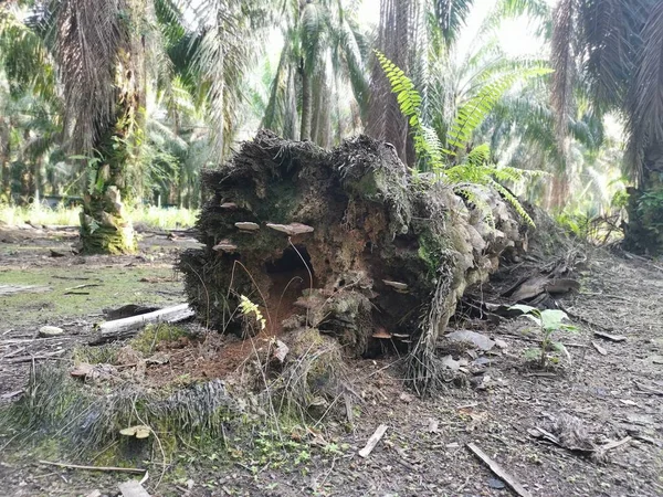 Πεσμένος Κορμός Του Δέντρου Αποσύνθεσης Στο Έδαφος — Φωτογραφία Αρχείου