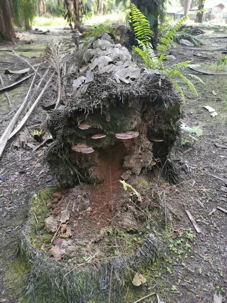 Tronc Arbre Décomposition Tombé Sur Sol — Photo