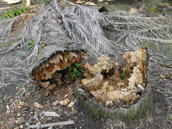 Tronco Albero Caduto Decompone Terra — Foto Stock