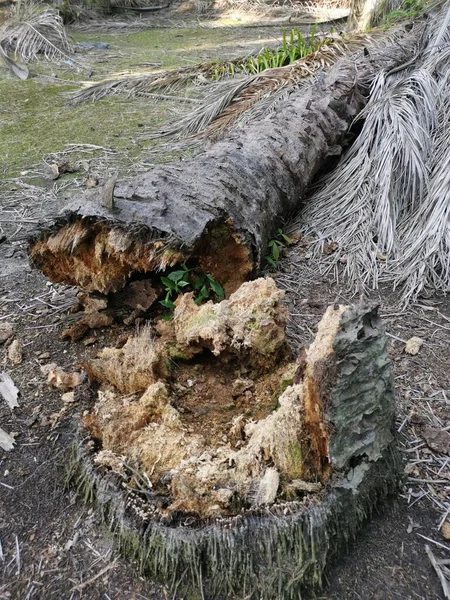 Spadlý Rozkládací Kmen Stromu Zemi — Stock fotografie
