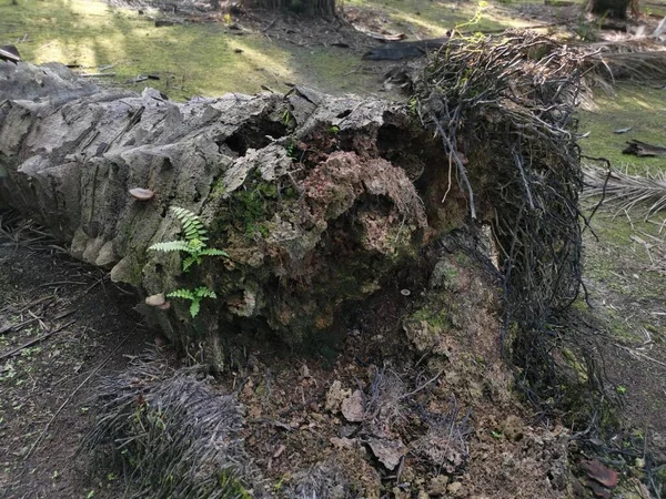 Впав Розкладений Стовбур Дерева Землі — стокове фото