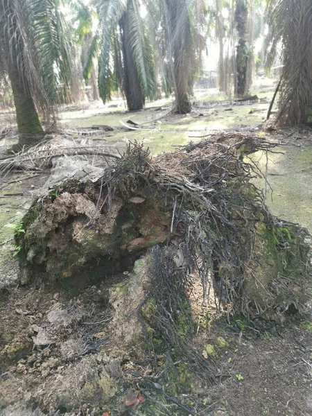 Tronco Caído Del Árbol Descomposición Suelo — Foto de Stock