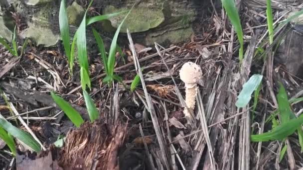 Wild Poisonous Stinking Dapperling Mushroom — Stock Video