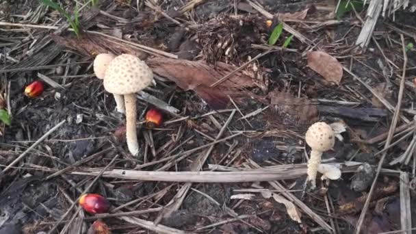 野生剧毒的臭蘑菇 — 图库视频影像