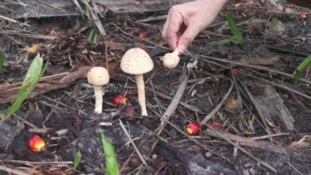 Wild Poisonous Stinking Dapperling Mushroom — Stock Video