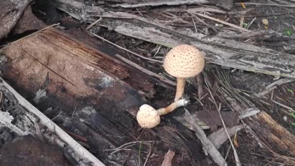 野生剧毒的臭蘑菇 — 图库视频影像
