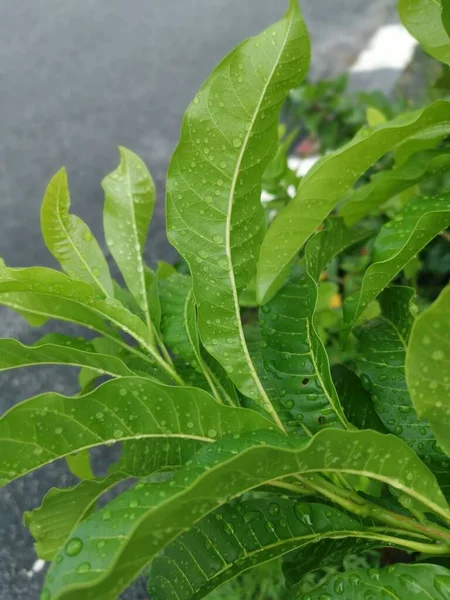 Gotas Água Superfície Das Folhas Verdes Após Chuva — Fotografia de Stock