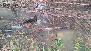 Kirli su yüzeyinde yüzen öğütülmüş cam şişe.