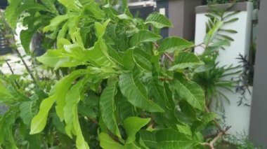 Yağmurdan sonra yeşil yaprakların üzerindeki su damlaları