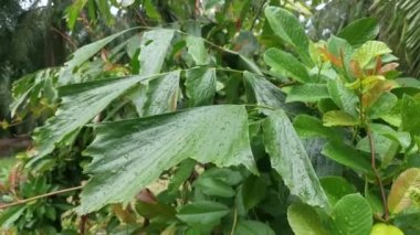 Yağmurdan sonra yeşil yaprakların üzerindeki su damlaları